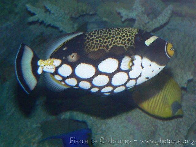 Clown triggerfish