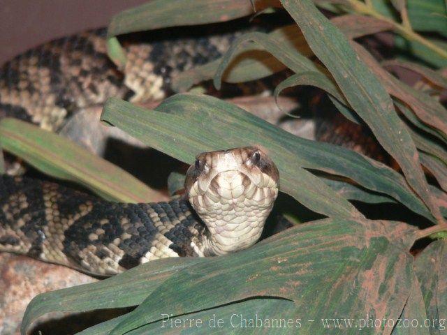 Western cottonmouth *