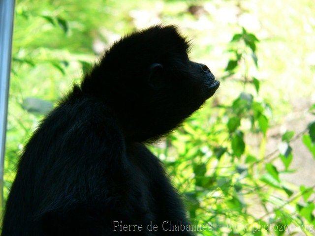 Colombian black spider monkey