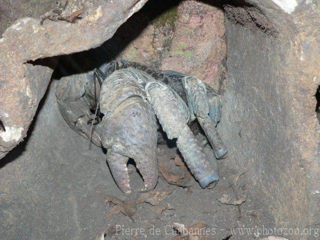 Coconut crab