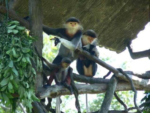 Red-shanked douc langur