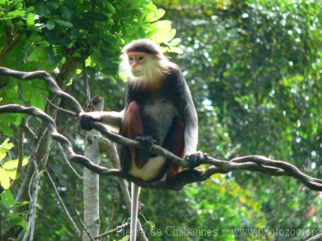 Red-shanked douc langur