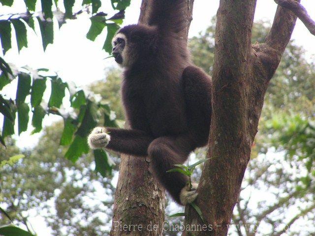 White-handed gibbon