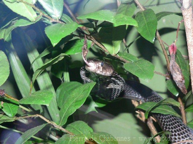 Equatorial spitting cobra *