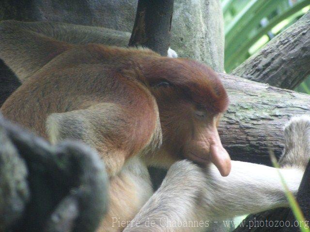 Proboscis monkey