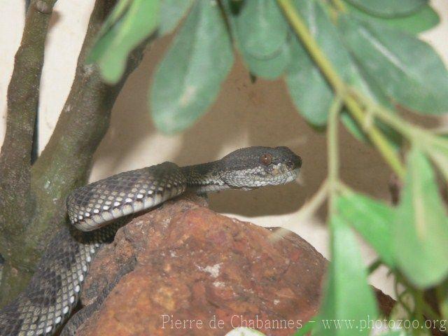 Shore pitviper *