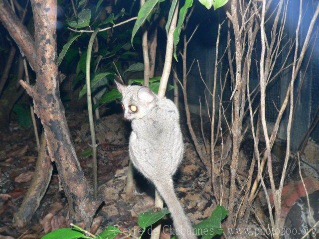 Southern lesser galago *