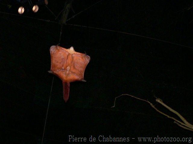 Red-and-white giant flying squirrel *