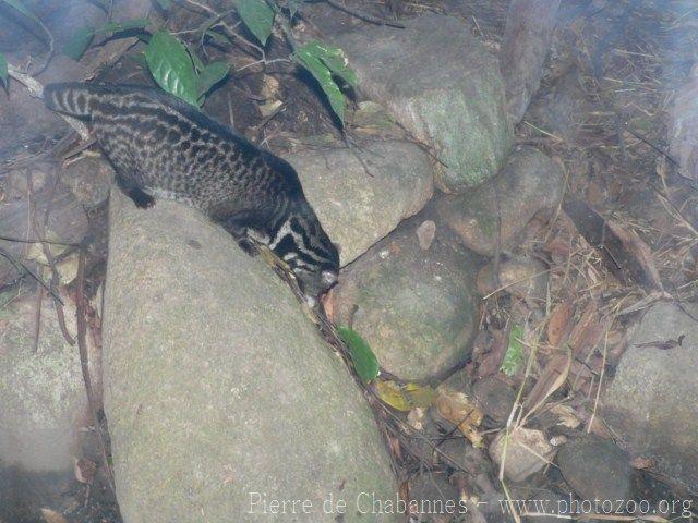 Malay civet