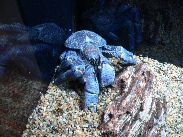 Coconut crab