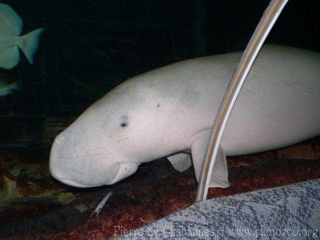 Dugong *