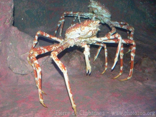 Japanese spider crab