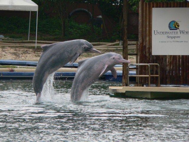 Indopacific humpback dolphin