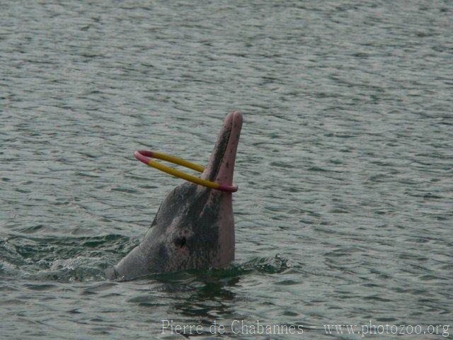 Indopacific humpback dolphin