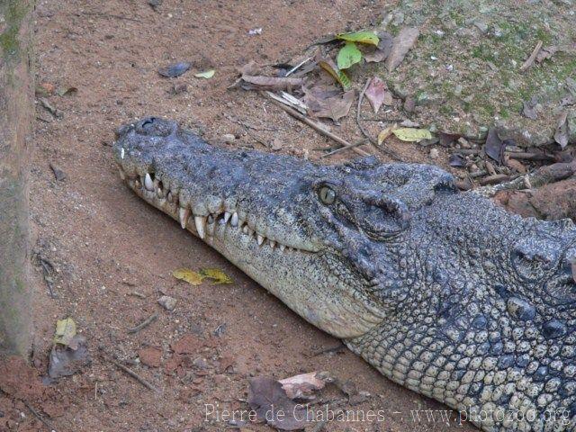 Siamese crocodile