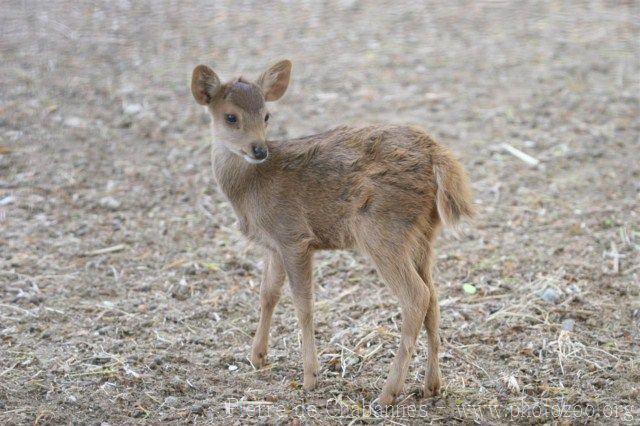 Bawean deer