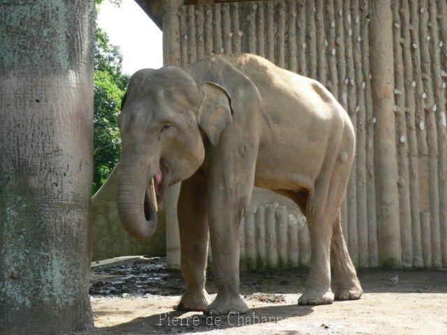 Sumatran elephant