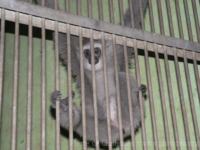 Silvery gibbon