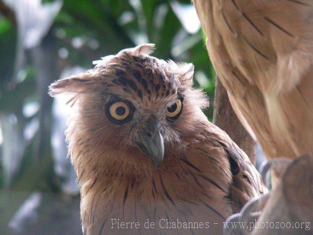 Buffy fish-owl