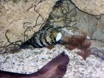 Snowflake moray