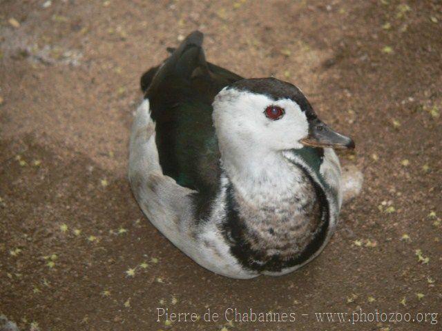 Cotton pygmy-goose