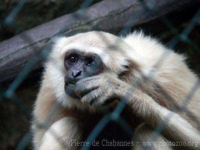 Agile gibbon