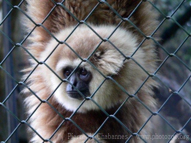 Bornean white-bearded gibbon