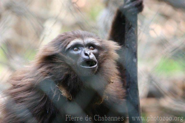 Bornean white-bearded gibbon