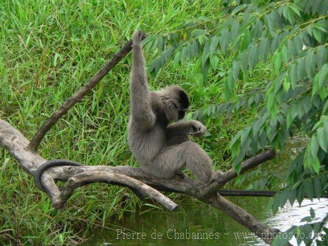 Silvery gibbon