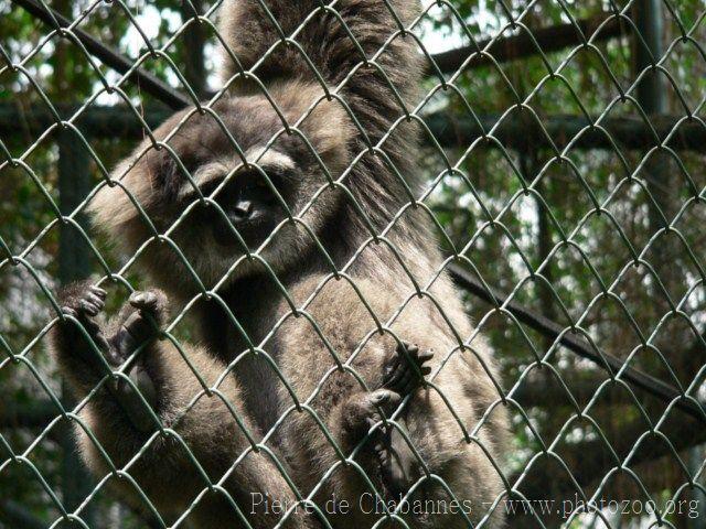 Silvery gibbon