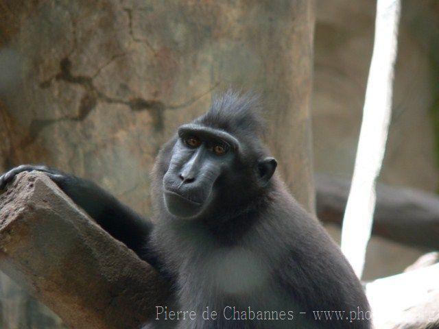 Celebes crested macaque