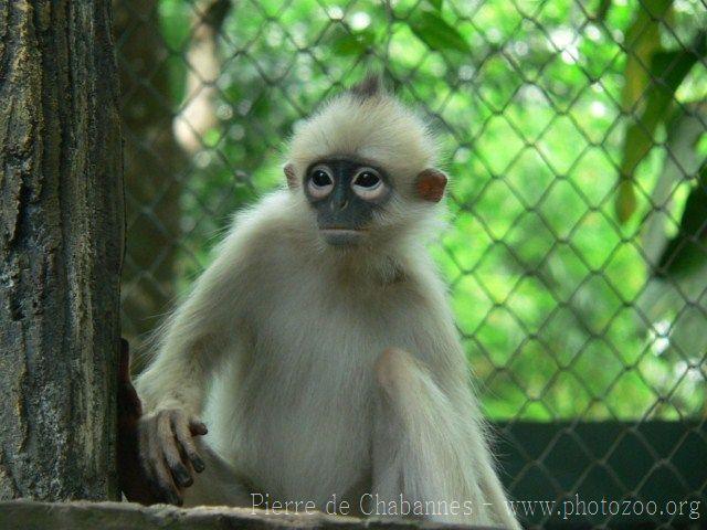 Black-crested sumatran langur *