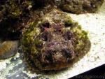 Stonefish