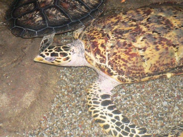 Asian hawksbill turtle