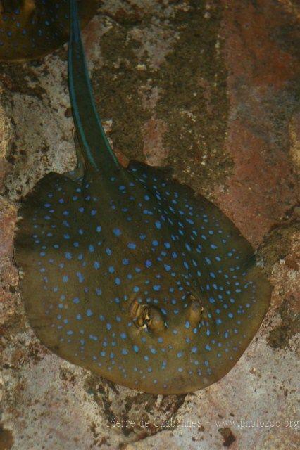 Bluespotted ribbontail ray