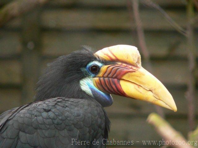 Knobbed hornbill *