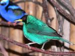 Green honeycreeper *