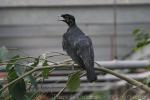 Bare-necked fruitcrow *