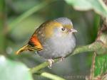 Grey-cheeked liocichla *