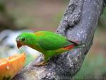 Blue-crowned hanging-parrot