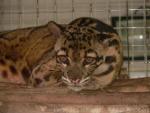 Clouded leopard