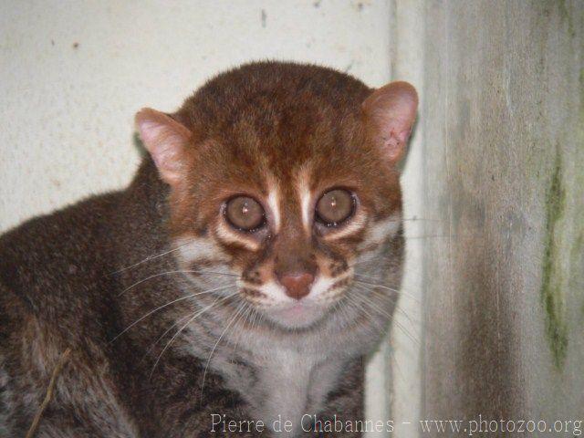 Flat-headed cat *