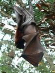 Large flying-fox