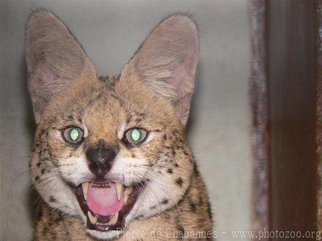 Serval