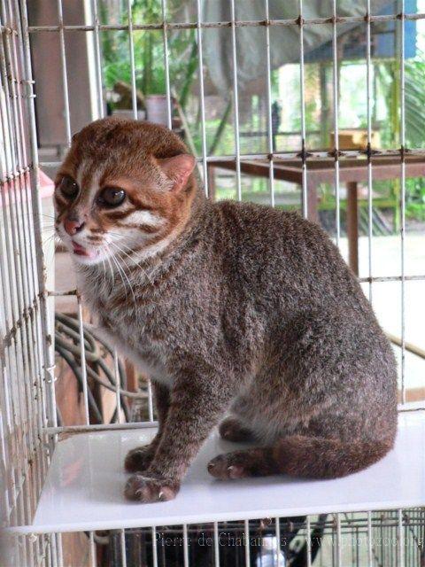 Flat-headed cat *