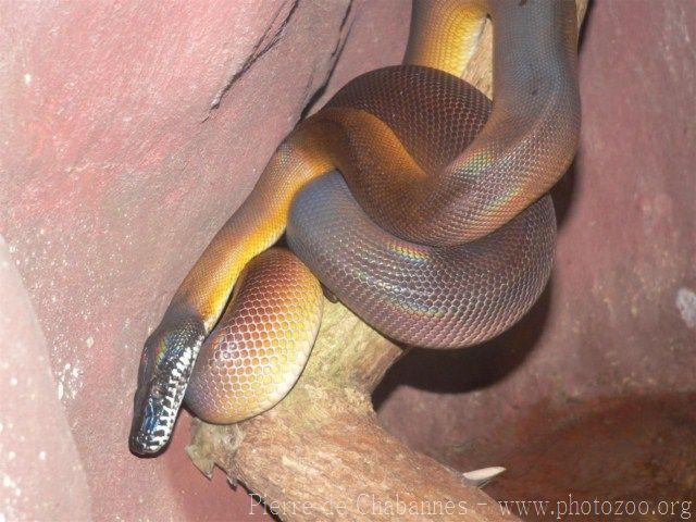 Northern white-lipped python