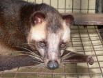 Malayan masked palm civet *