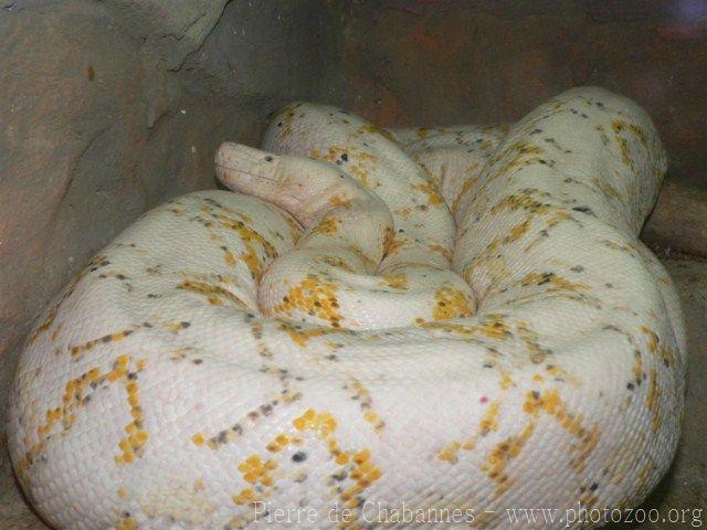 Reticulated python