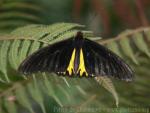 Common birdwing