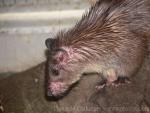 Asiatic brush-tailed porcupine